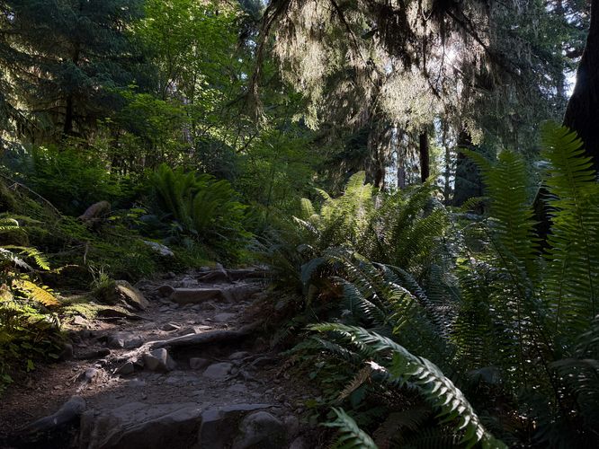 Picture 30 of Hall of Mosses Trail