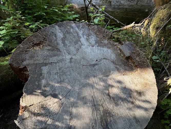 Cross-cut section of tree within the Hoh Rainforest. Can you count its age?
