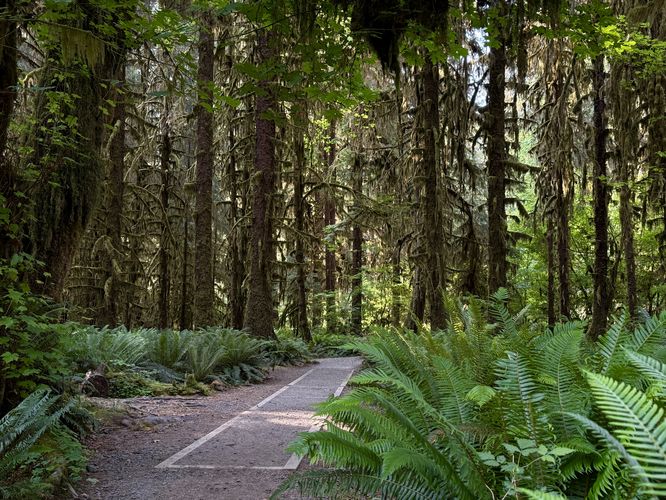 Picture 32 of Hall of Mosses Trail