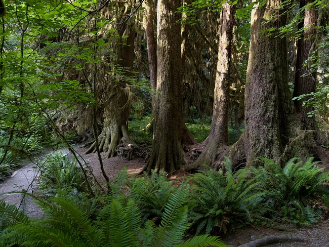 Row of ancient trees that grew up from a decayed nurselog