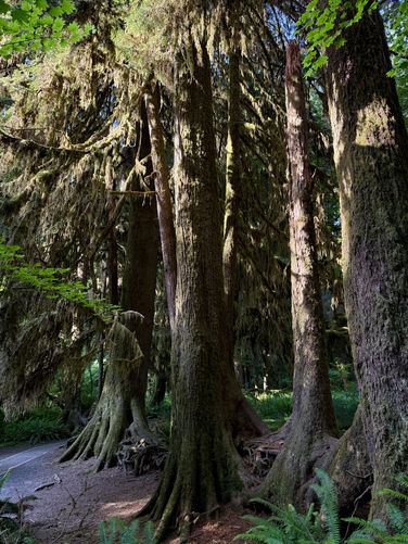 Picture 34 of Hall of Mosses Trail