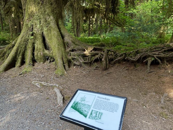 Picture 35 of Hall of Mosses Trail