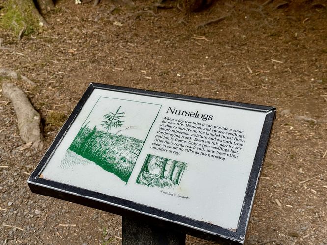 Picture 36 of Hall of Mosses Trail