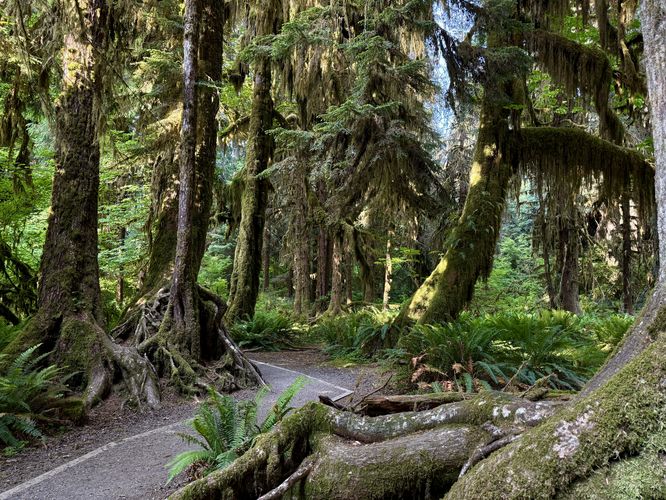 Hall of Mosses Trail passes through a scenic section of the Hoh Rainforest with more lush vegetation