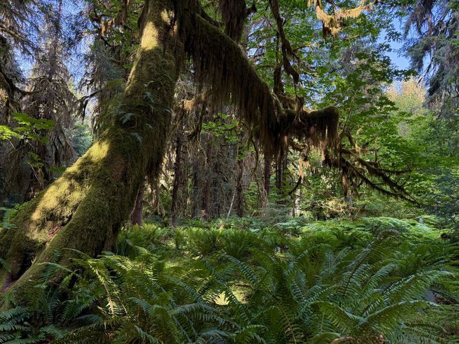 Forest floor covered in ferns with a moss-covered tree hanging overhead
