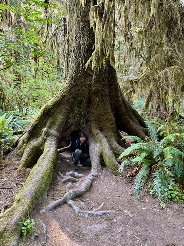 Picture 39 of Hall of Mosses Trail