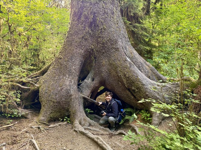 Tunnel tree