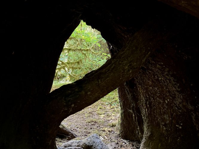View through the tree's tunnel