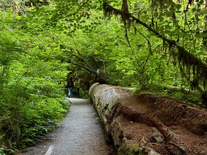 A hiker passes by a long-dead nurselog (downed tree)