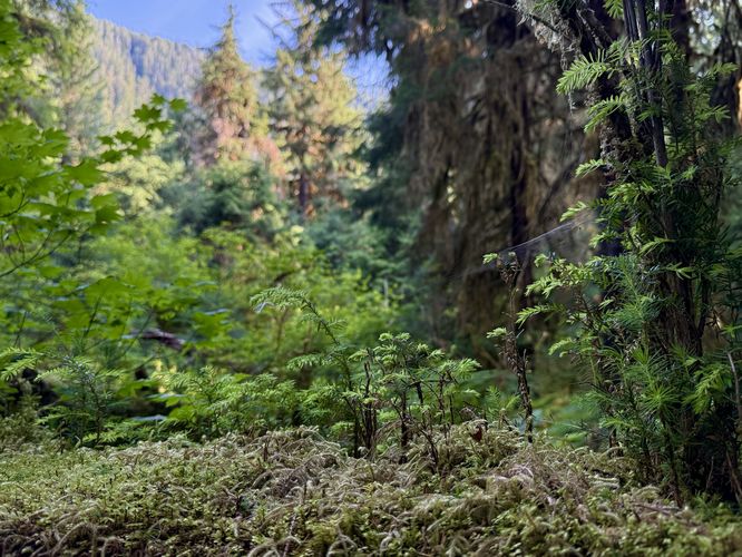 Picture 43 of Hall of Mosses Trail