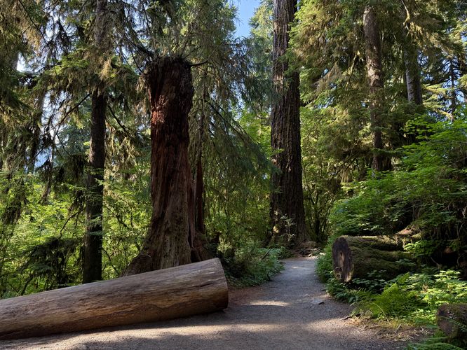 Picture 44 of Hall of Mosses Trail