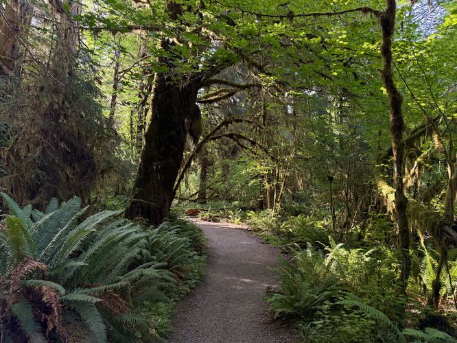 Picture 45 of Hall of Mosses Trail