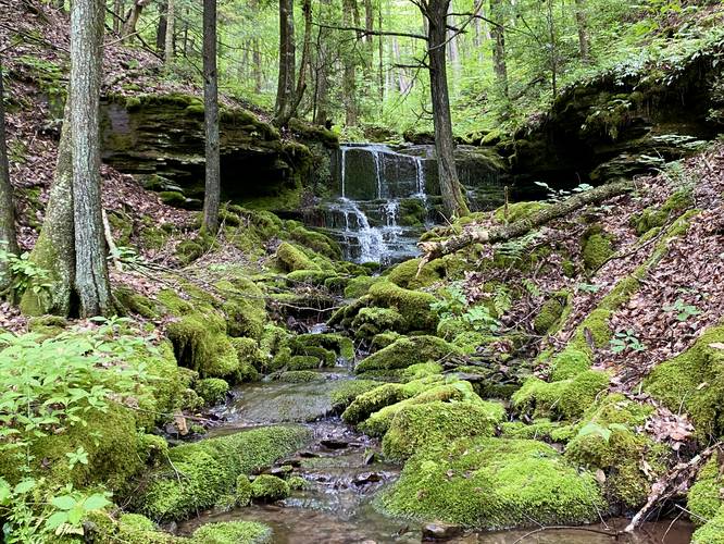 Hamilton Hollow Falls (approx. 8-feet tall)