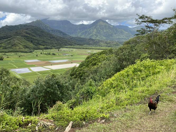 Picture 6 of Hanalei Valley Lookout