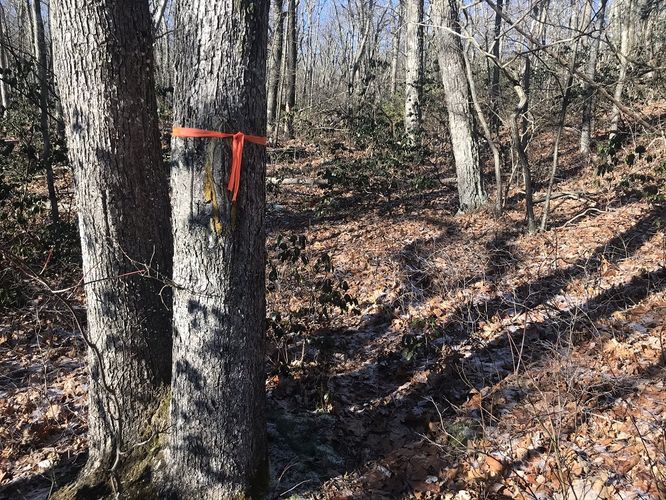 Picture 6 of Hanging Rock Hike 122019