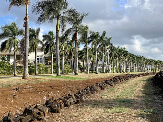 Hapa Road follows along palm trees that line resorts