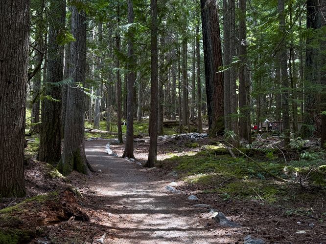 Dirt path of the Happy Creek Forest Walk (universally-accessible)