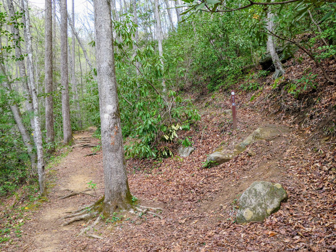 Picture 11 of Harper Creek Falls Hike 041617