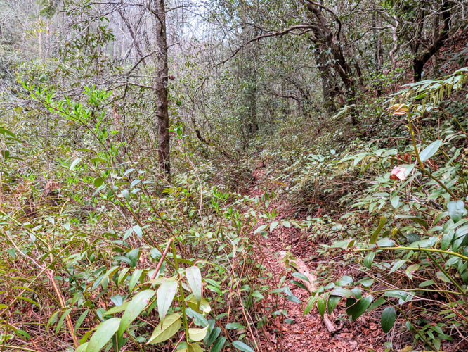 Picture 37 of Harper Creek Falls Hike 041617