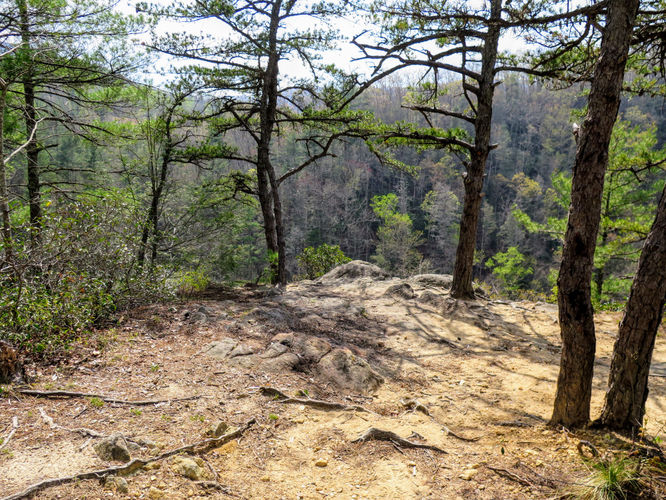 Picture 53 of Harper Creek Falls Hike 041617