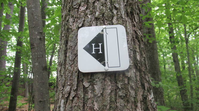 Trail Blaze marker on tree