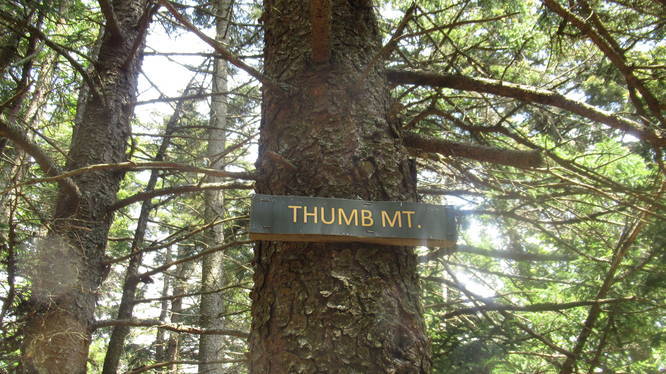 Summit marker on tree