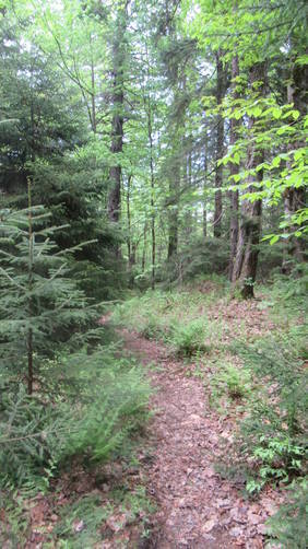 Trail through the forest