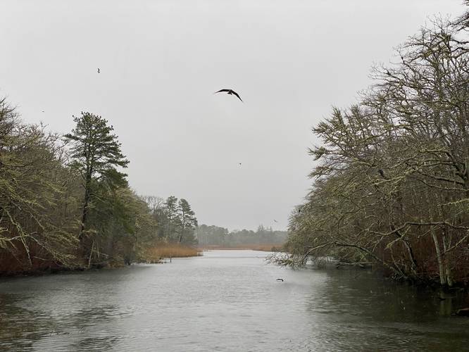 Osprey flies overhead at the Harwich Herring Run