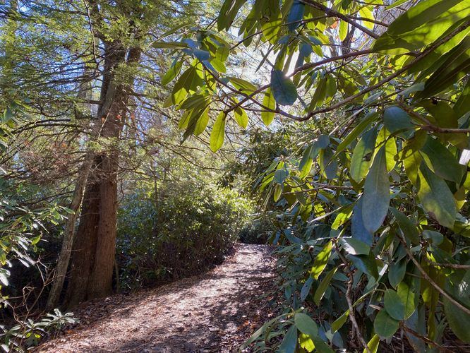 Tall old rhododendrons line the trail