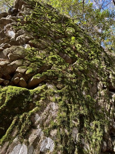 Moss-covered rock ledges along the Hawk Falls Trail