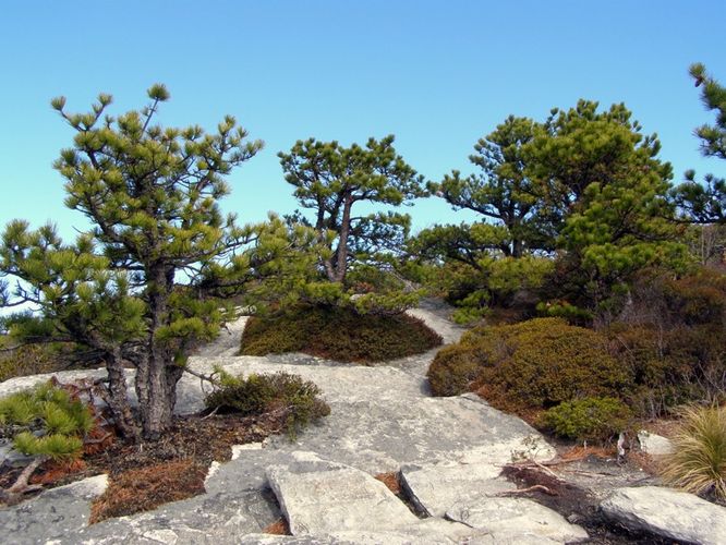 Picture 13 of Hawksbill Mtn Sitting Bear Mtn Devils Hole 031515
