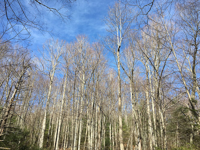 Picture 14 of Hazel River Hike 112715