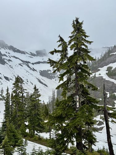 Picture 14 of Heather Meadows and Bagley Lakes Hike