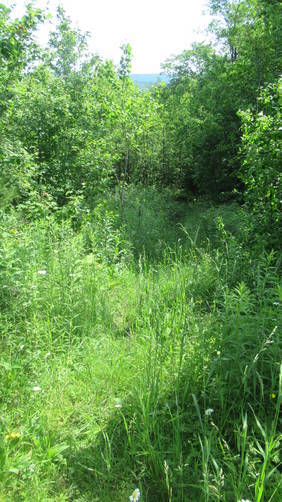 Thick vegetation on trail
