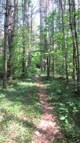 Wooded trail