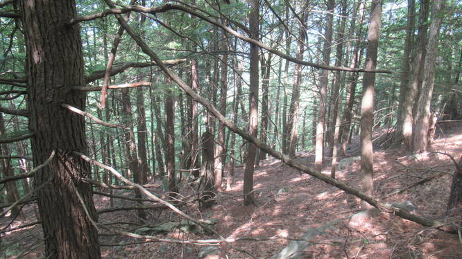 Hemlock forest