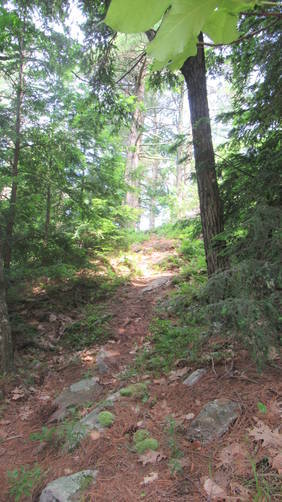 Wooded trail opens out to sun