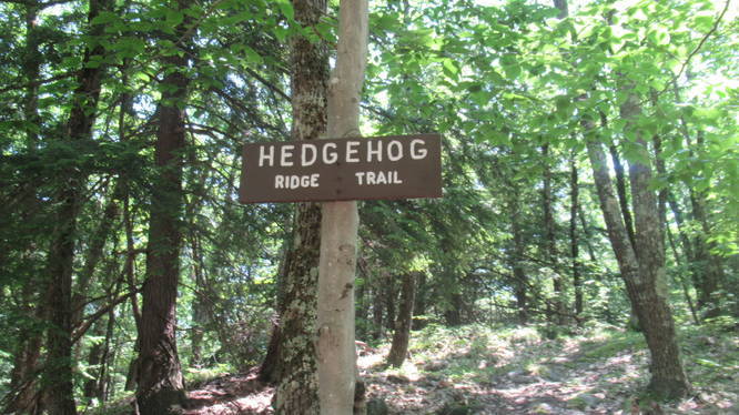 Start of Hedgehog Ridge Trail