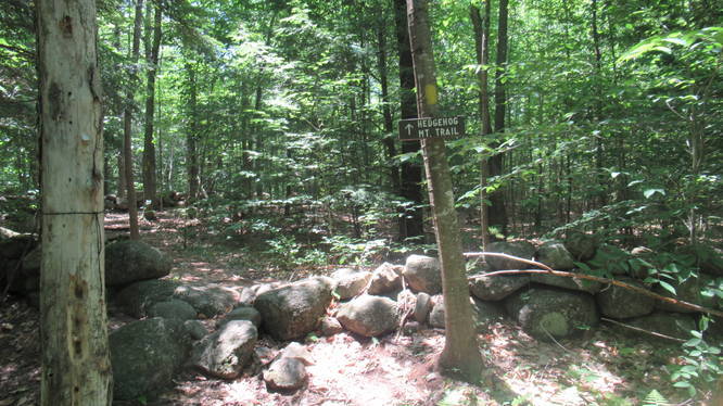 The start of the Hedgehog Mountain trail