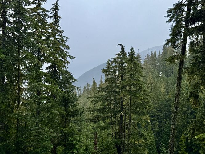 Obstructed view from the Heliotrope Ridge Trail