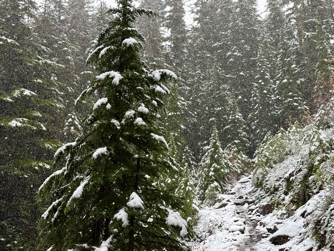 Fresh snowfall on the Heliotrope Ridge Trail