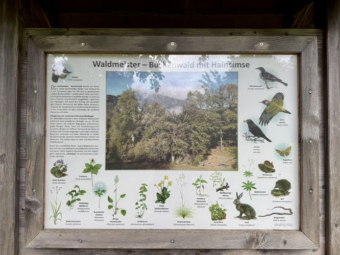 Flora and fauna of Walensee