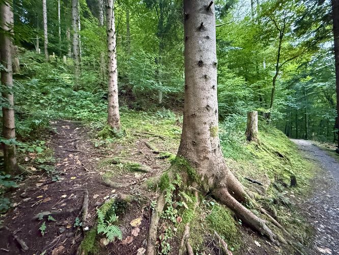 Turn leads up along a small path