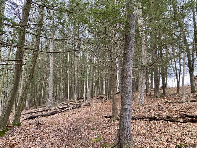 Hemlock forest