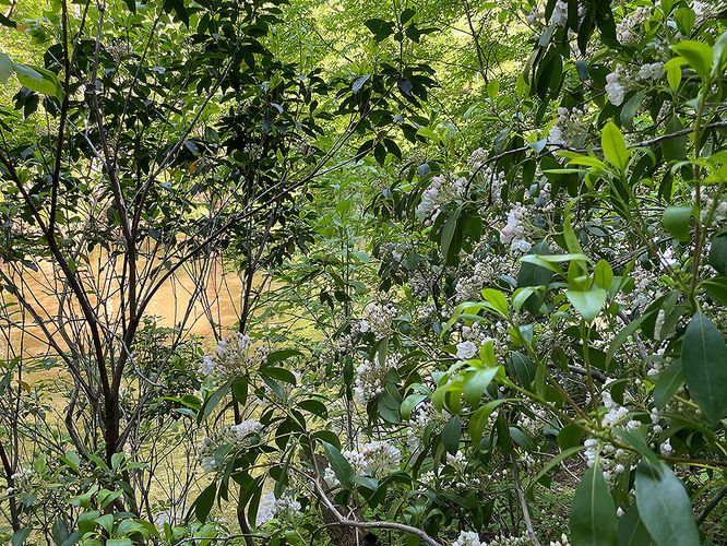 Picture 7 of Hemlock Overlook Hike 051822