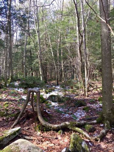 Picture 10 of Hemlock Trail