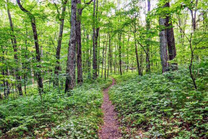 Picture 38 of Hemphill Bald Hike 061618