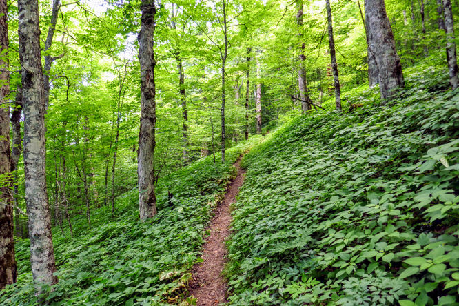 Picture 39 of Hemphill Bald Hike 061618