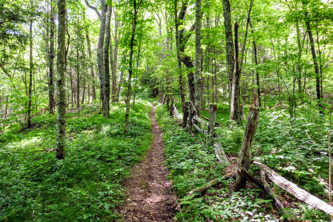 Picture 40 of Hemphill Bald Hike 061618