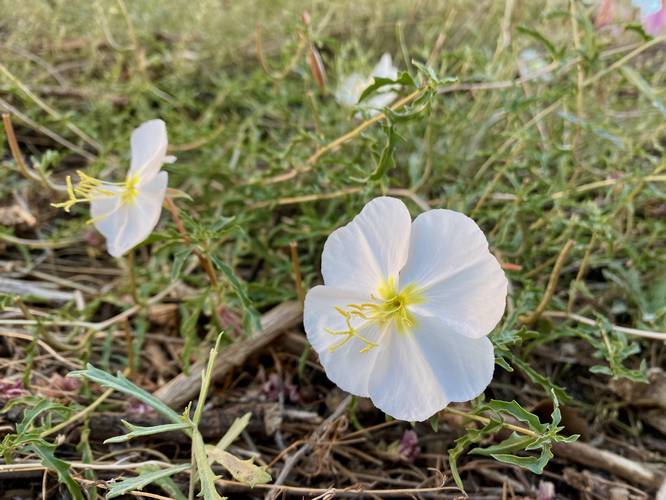 Desert Primrose wildflower